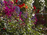 Hanging baskets