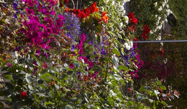 Hanging baskets