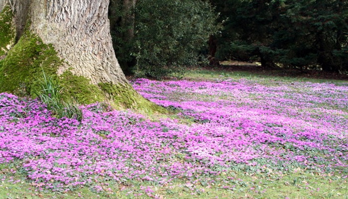 Wild_cyclamen_in_the_grounds_of_Killerton_Chapel_-_geograph.org.uk_-_1744928[1]